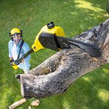 Best Stump Grinding and Removal  in Butte, MT