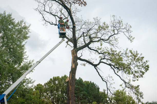  Butte, MT Tree Services Pros