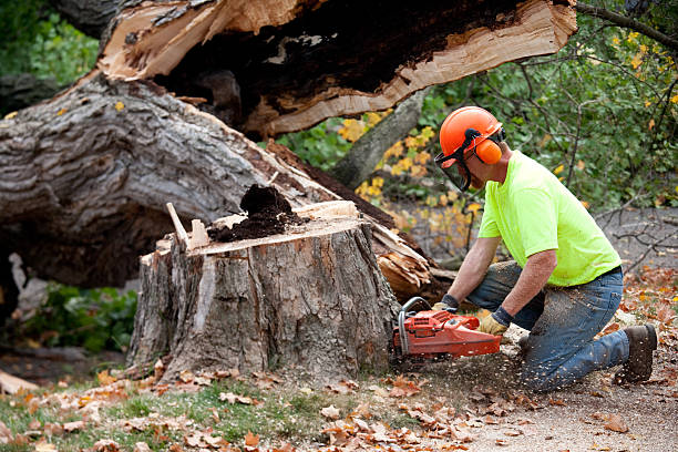 Best Hazardous Tree Removal  in Butte, MT