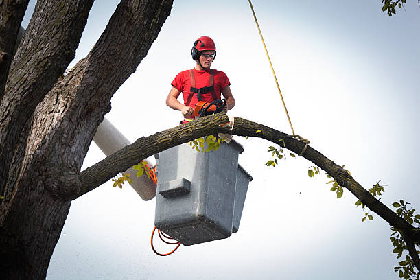 Best Tree Health Inspection  in Butte, MT