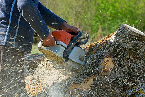 Best Utility Line Clearance  in Butte, MT