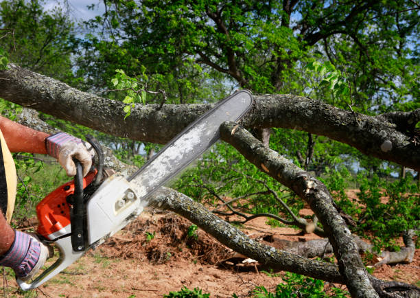 Best Tree Removal Service  in Butte, MT