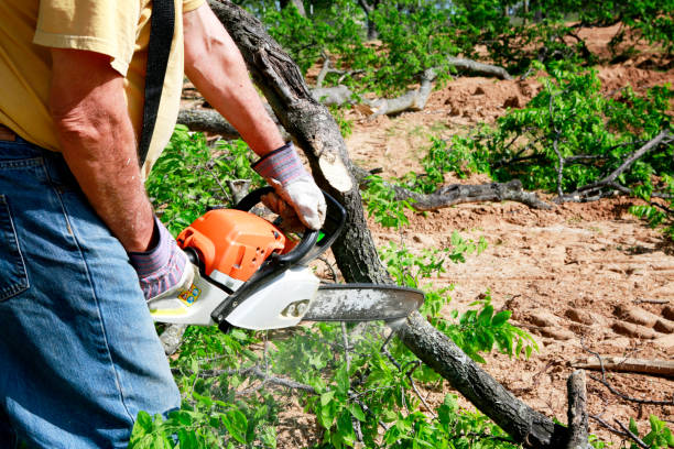 Best Fruit Tree Pruning  in Butte, MT